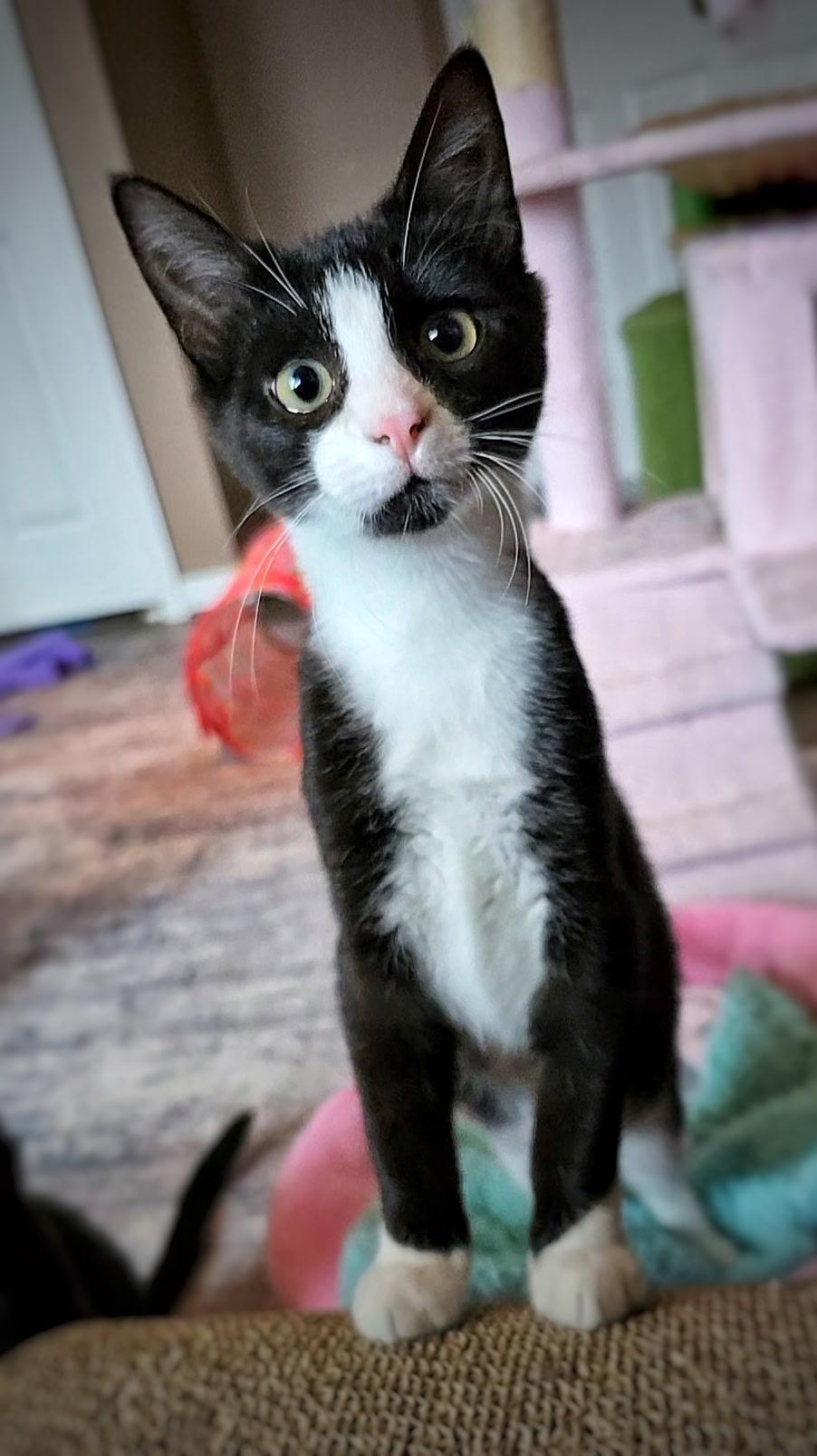 Enlarge Jay + Robin, a Adoptable mixed breed in BREINIGSVILLE, PA image 3/4