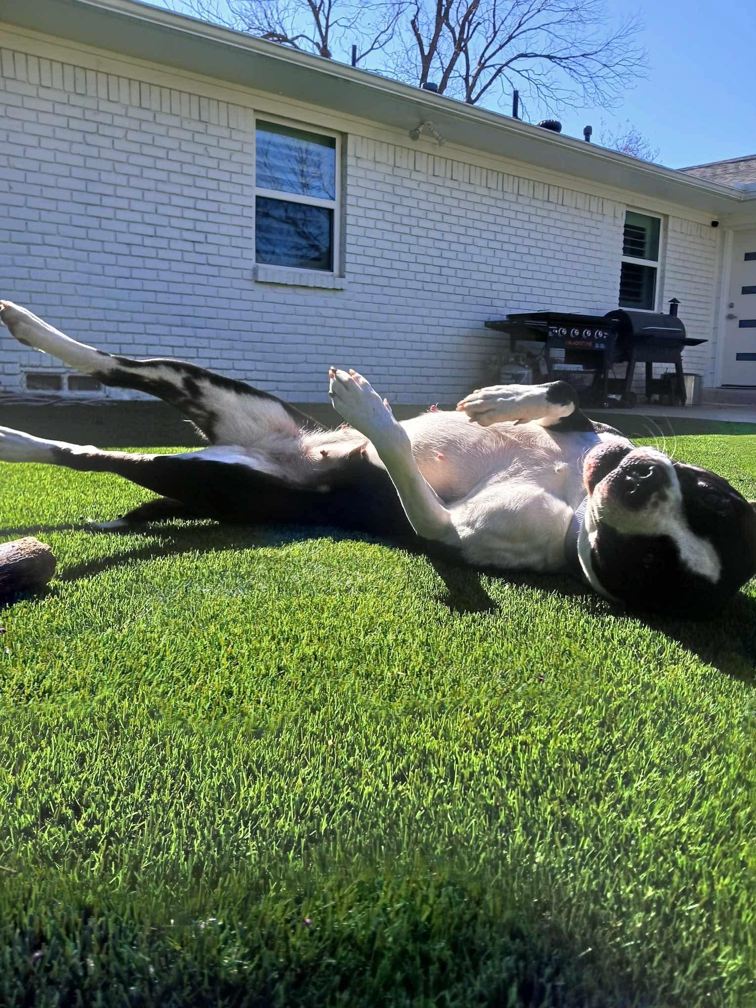 Enlarge Betty Jo, a ADOPTABLE American Staffordshire Terrier in Garland, TX image 3/4