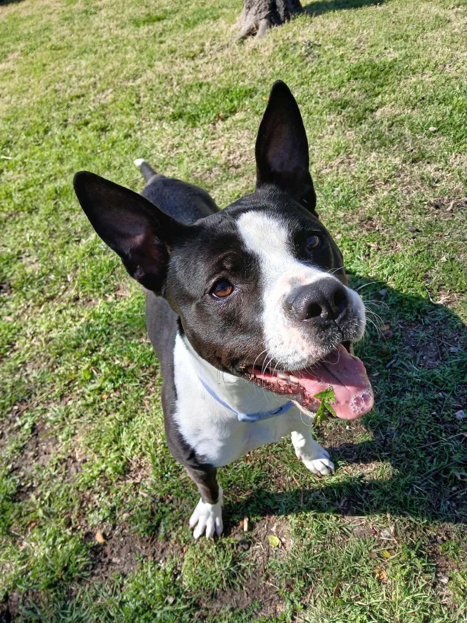 Betty Jo, ADOPTABLE, Young Female American Staffordshire Terrier.