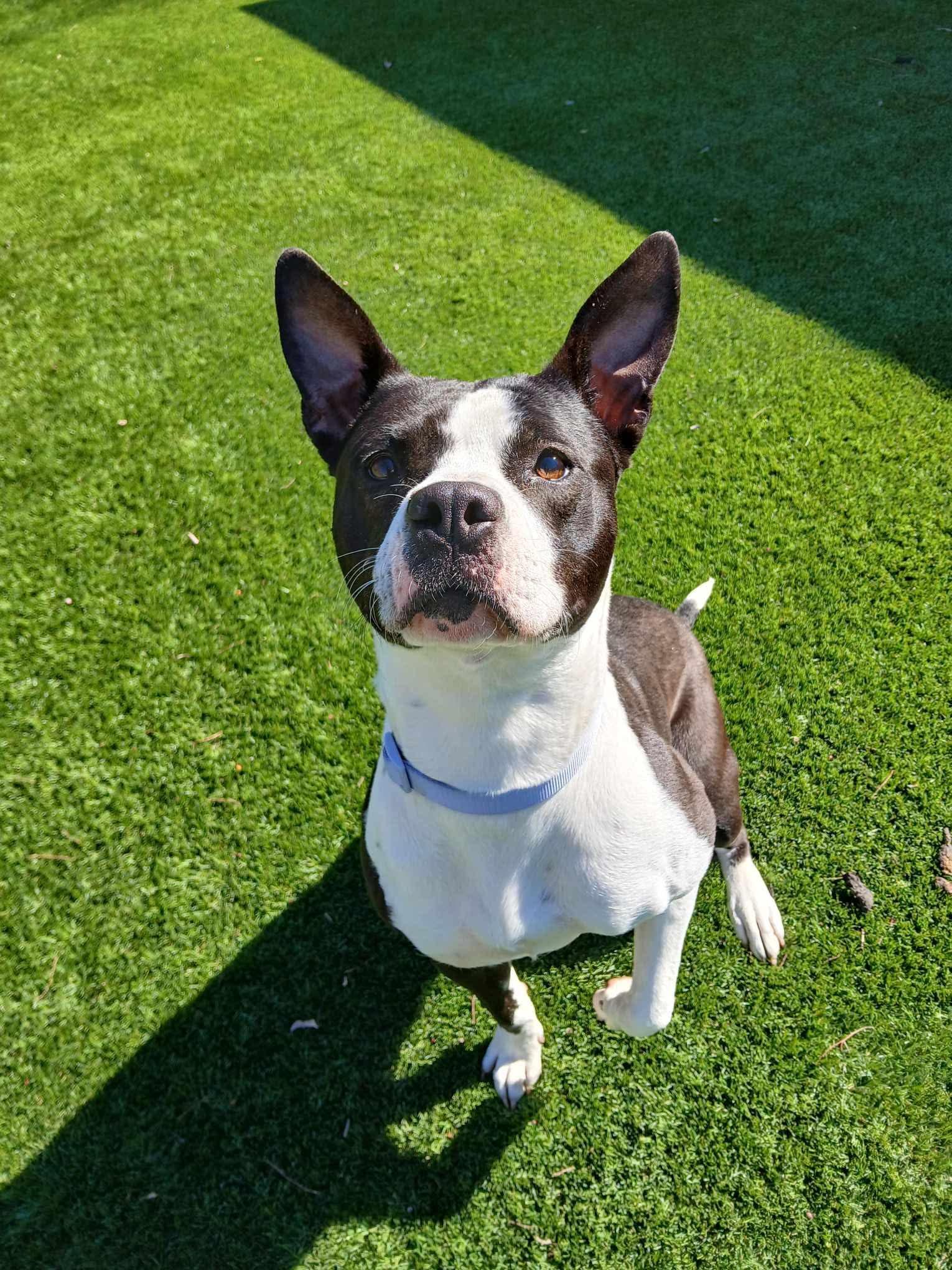 Enlarge Betty Jo, a ADOPTABLE American Staffordshire Terrier in Garland, TX image 4/4