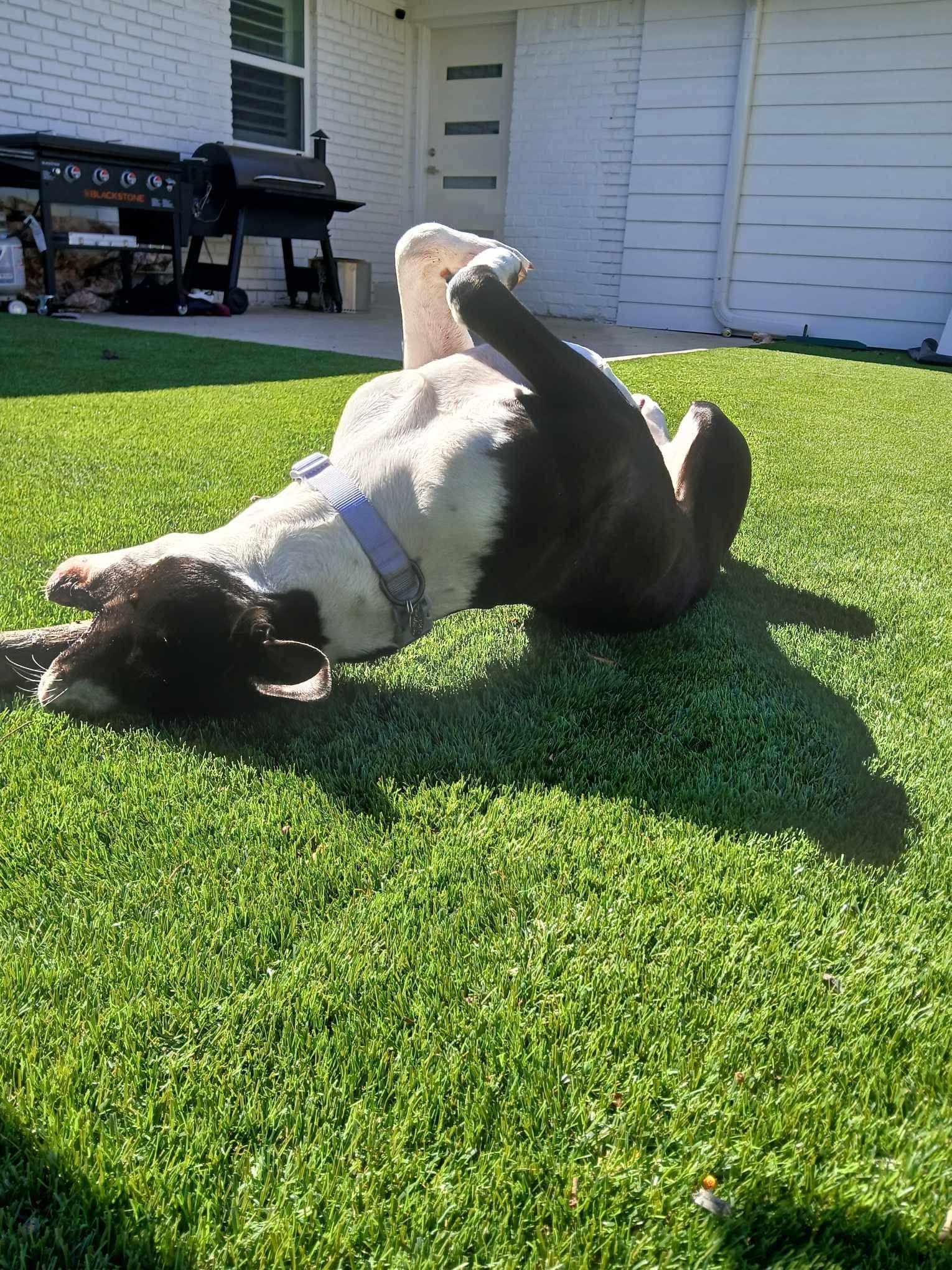 Enlarge Betty Jo, a ADOPTABLE American Staffordshire Terrier in Garland, TX image 2/4