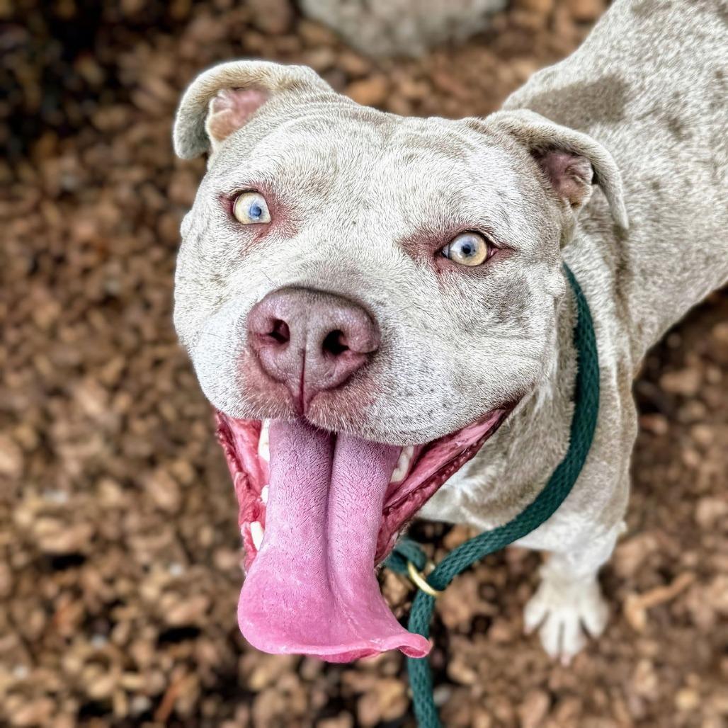 Pumpkin, Adoptable, Adult Female Mixed Breed.