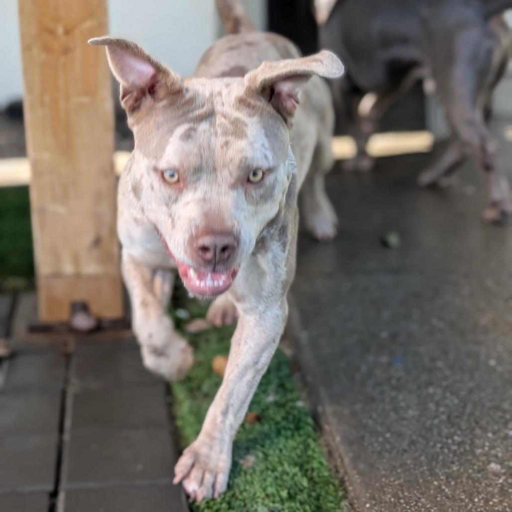 Enlarge Pumpkin, a Adoptable Mixed Breed in San Francisco, CA image 2/6