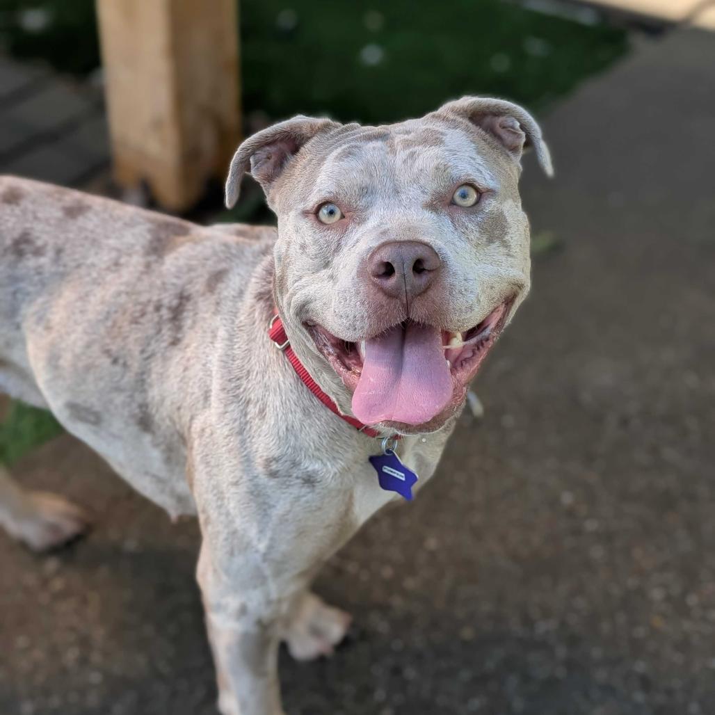 Enlarge Pumpkin, a Adoptable Mixed Breed in San Francisco, CA image 3/6