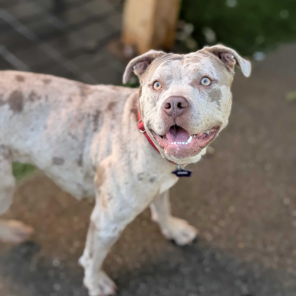 Enlarge Pumpkin, a Adoptable Mixed Breed in San Francisco, CA image 4/6