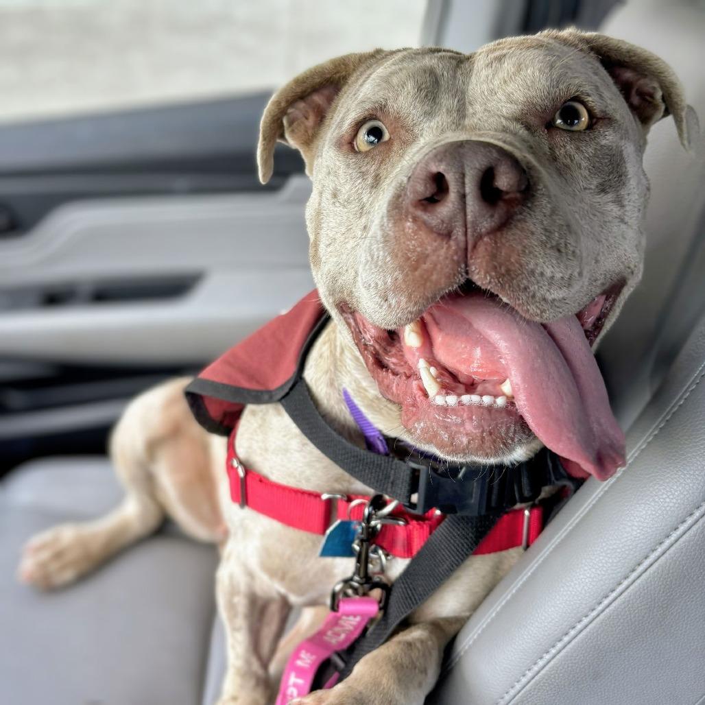 Enlarge Pumpkin, a Adoptable Mixed Breed in San Francisco, CA image 5/6