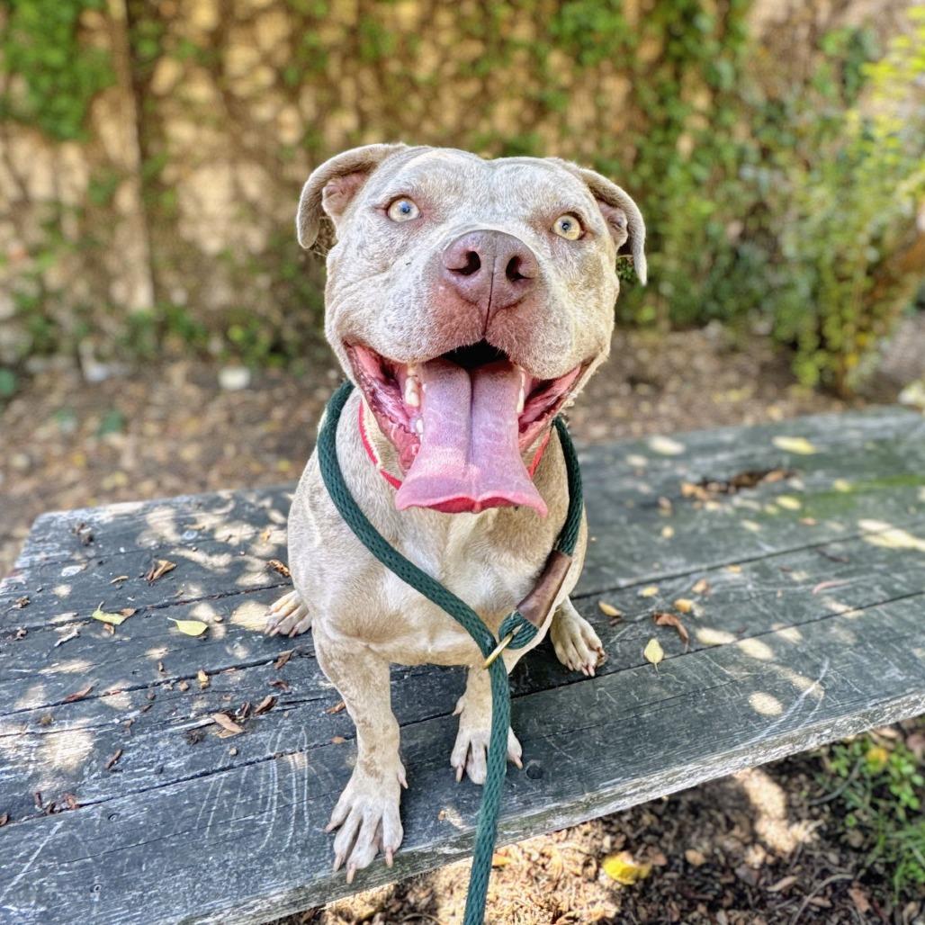Enlarge Pumpkin, a Adoptable Mixed Breed in San Francisco, CA image 6/6