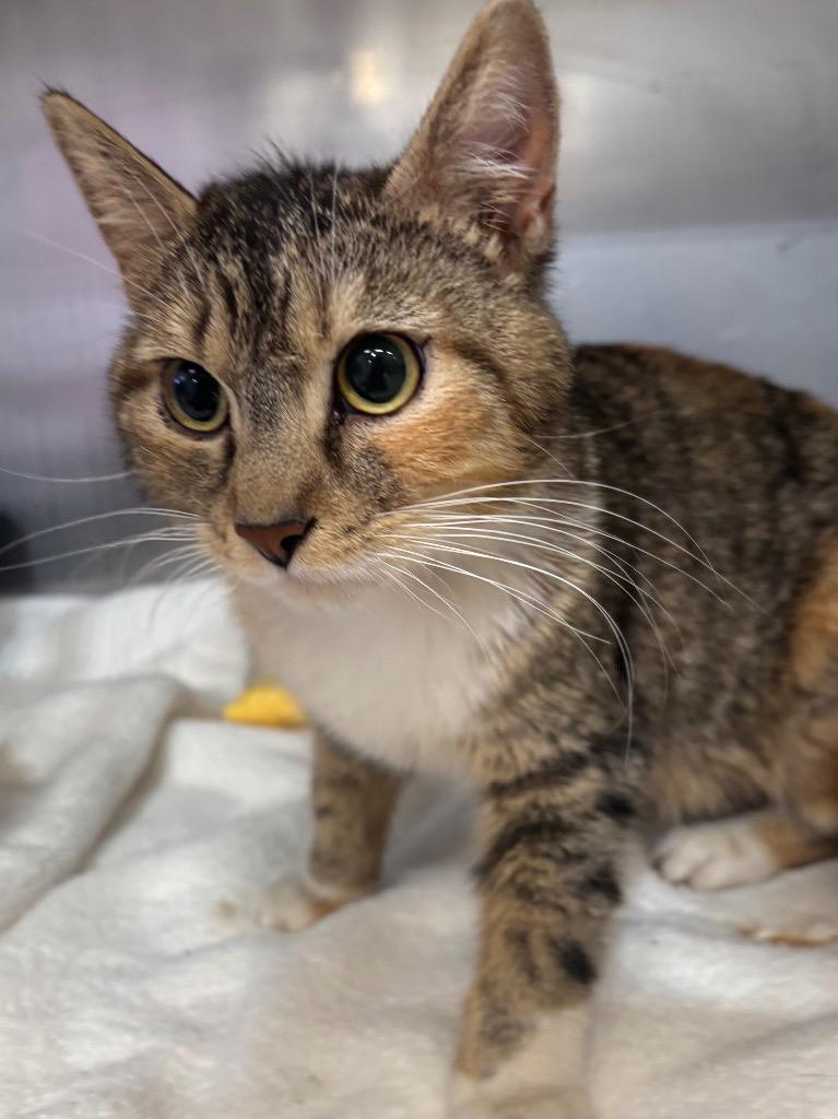 Ginger, Adoptable, Young Female Domestic Short Hair.