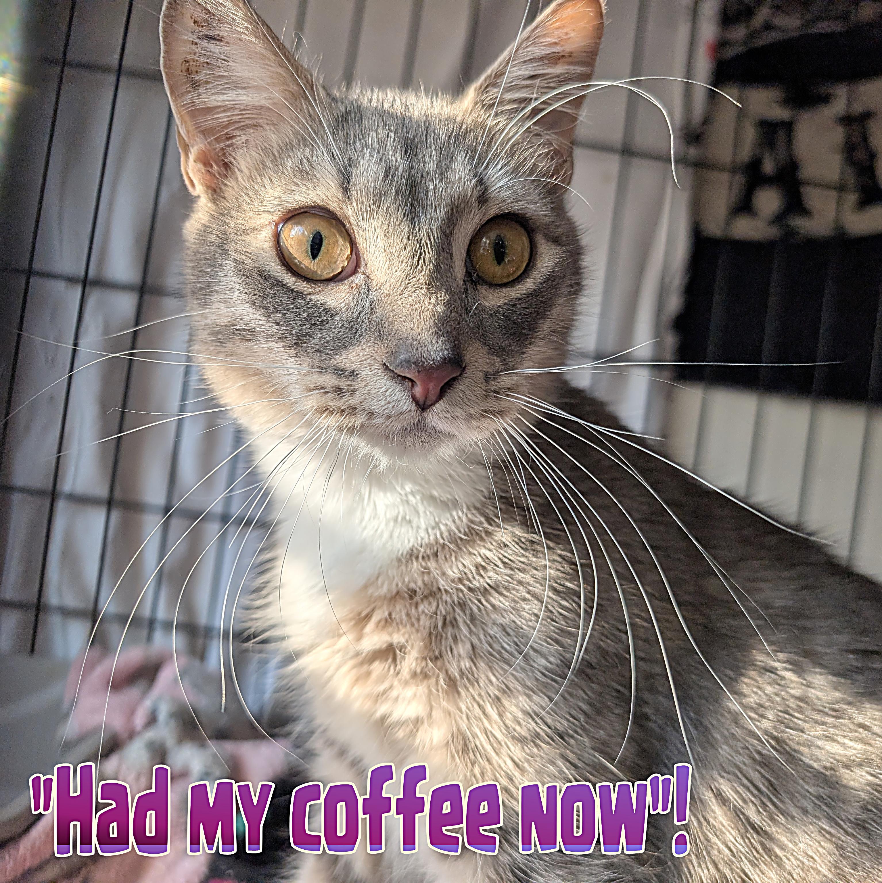 Enlarge Teddy Grahams, a Adoptable Domestic Short Hair in Great Mills, MD image 3/5