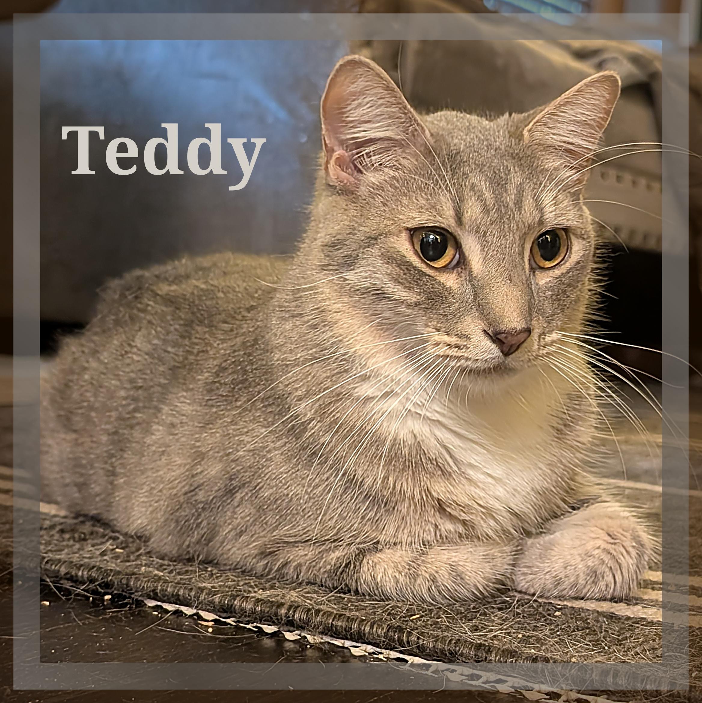 Teddy Grahams, Adoptable, Young Male Domestic Short Hair.