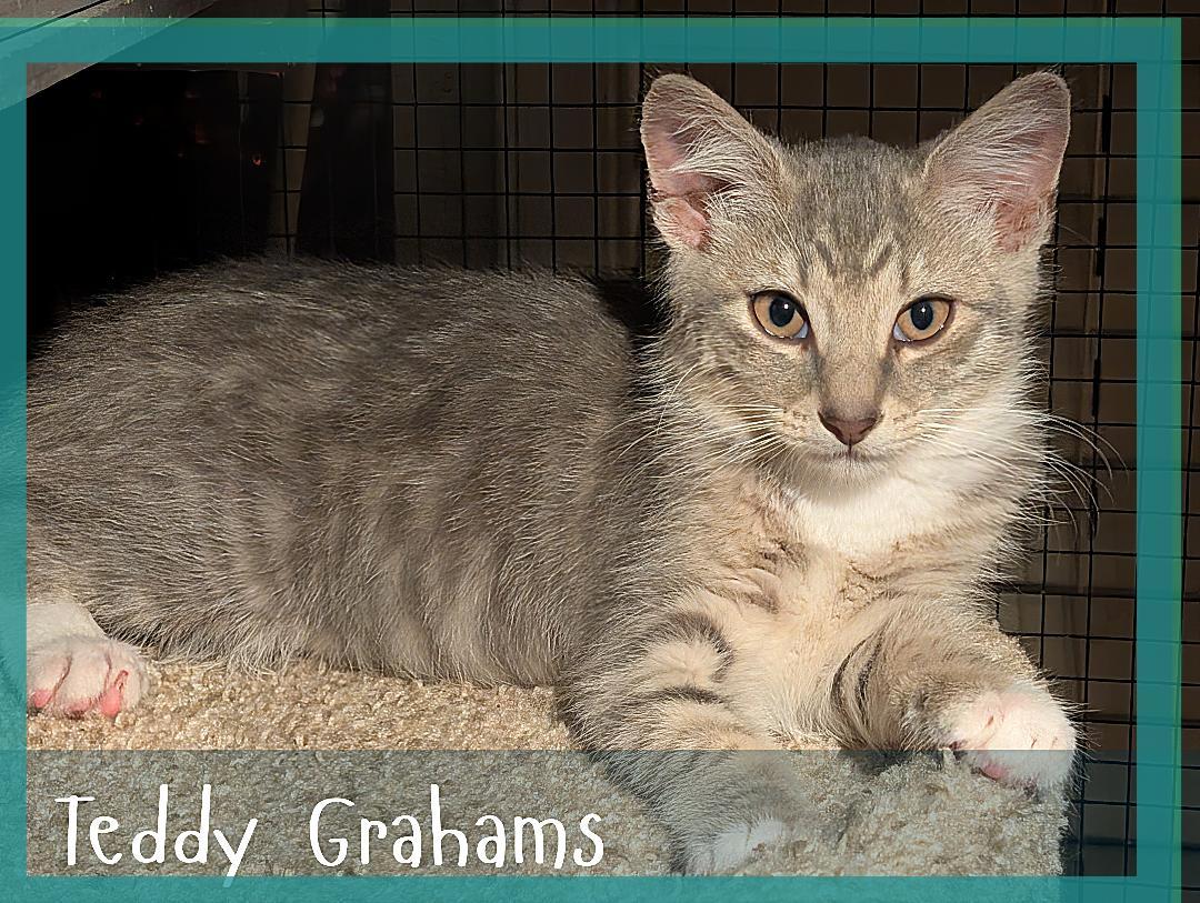 Enlarge Teddy Grahams, a Adoptable Domestic Short Hair in Great Mills, MD image 5/5