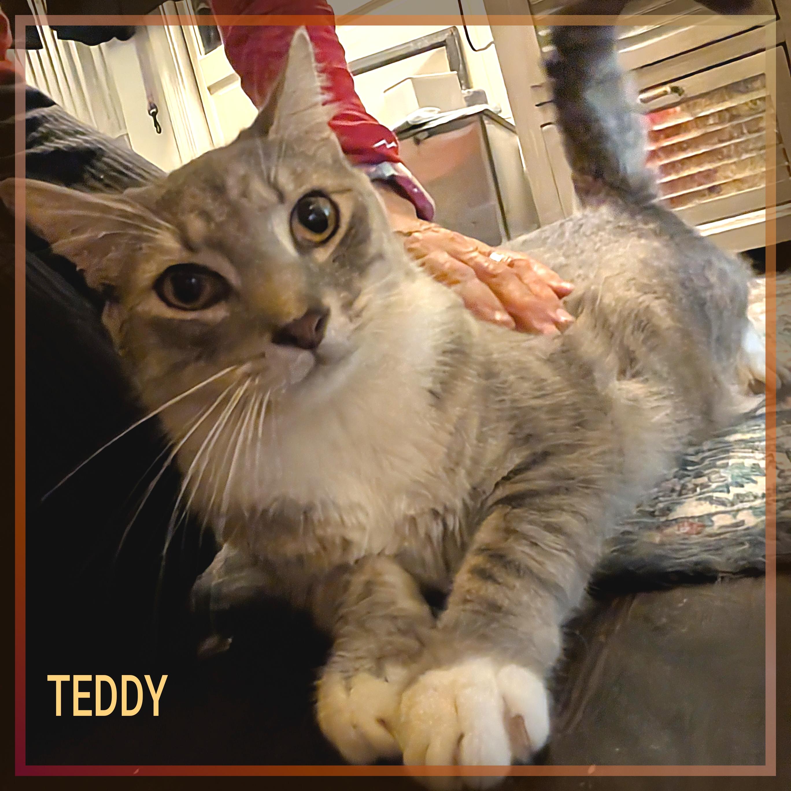 Enlarge Teddy Grahams, a Adoptable Domestic Short Hair in Great Mills, MD image 2/5
