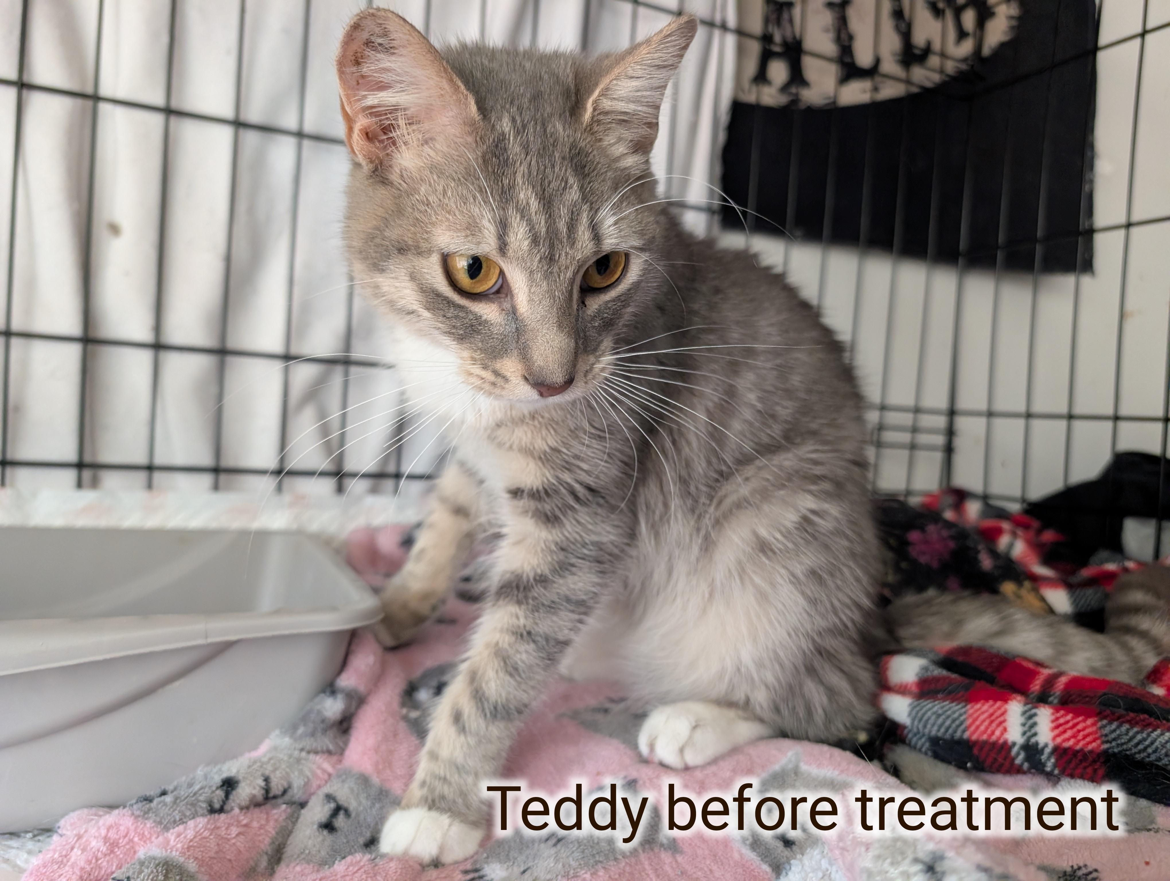 Enlarge Teddy Grahams, a Adoptable Domestic Short Hair in Great Mills, MD image 4/5