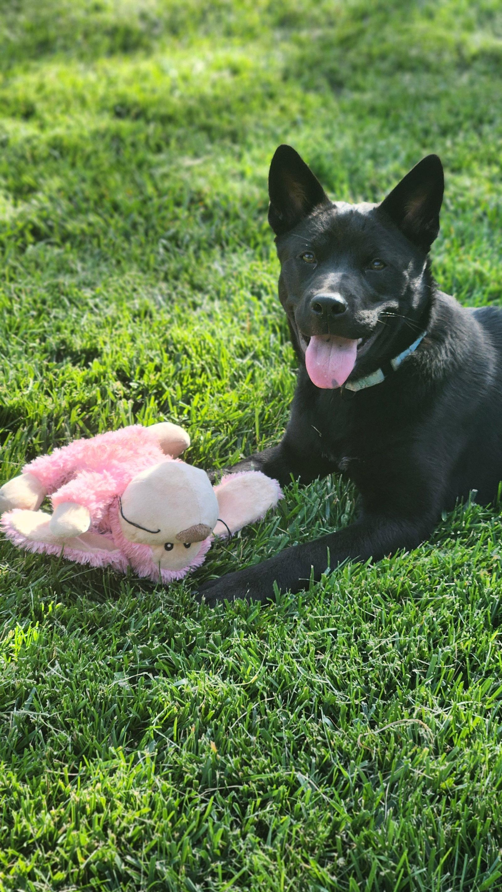 Enlarge Shenzi, a Adoptable Chow Chow in Sunnyvale, CA image 1/1