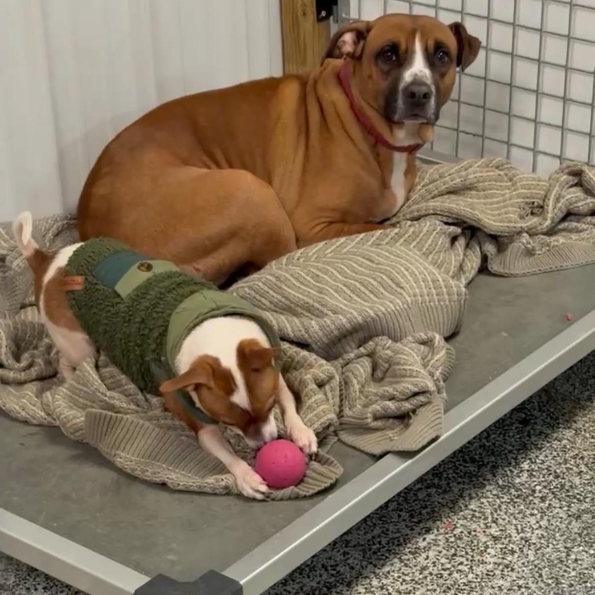 Enlarge Belinda, a Adoptable mixed breed in Junction City, KY image 1/2