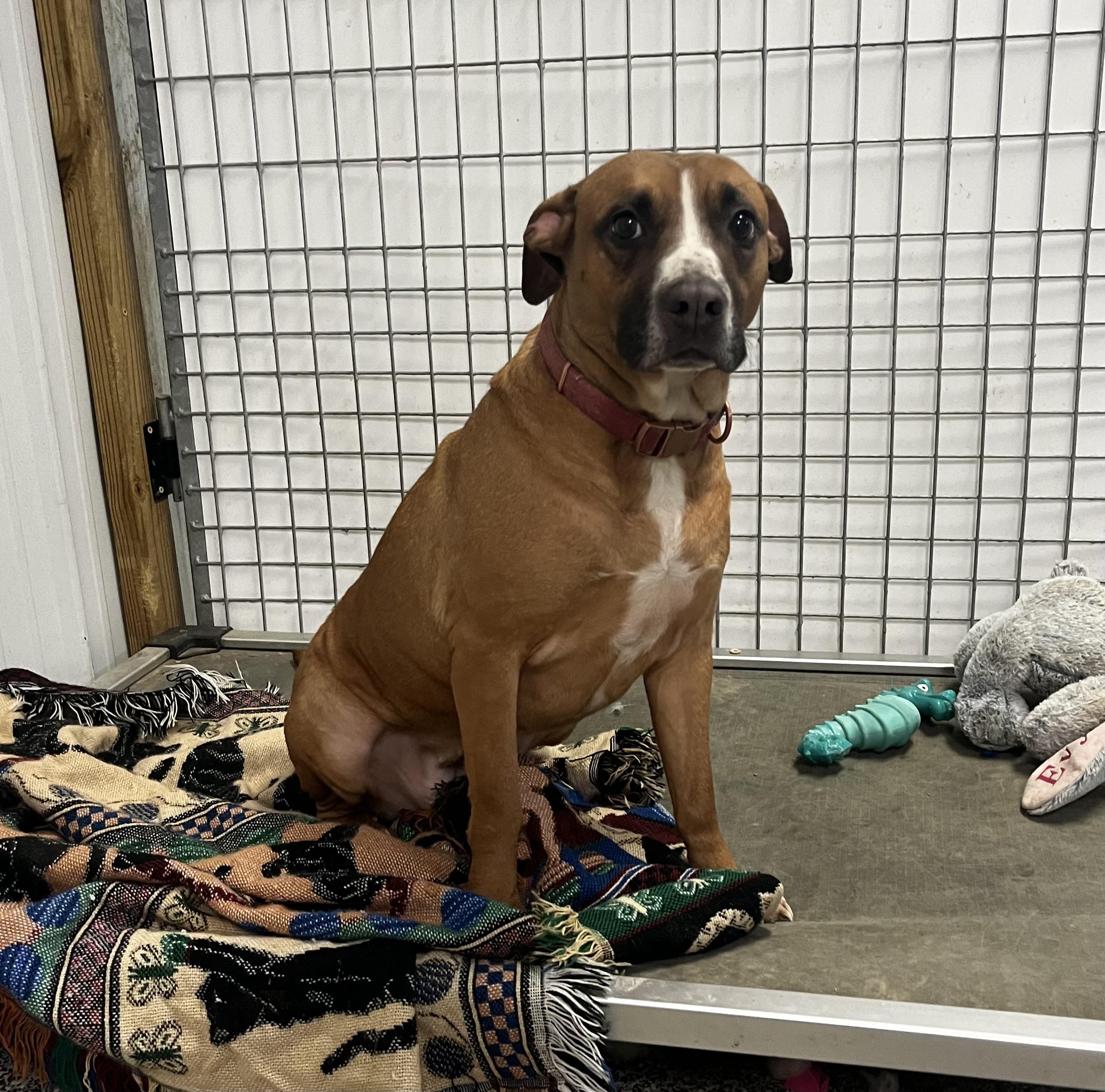 Belinda, Adoptable, Adult Female Boxer.