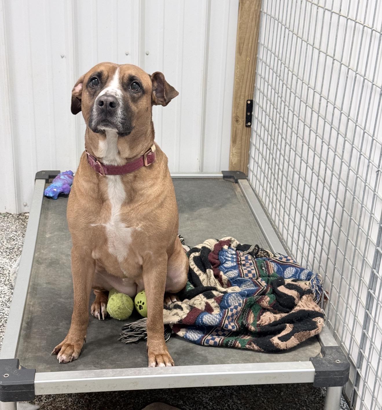 Belinda, Adoptable, Adult Female Boxer.