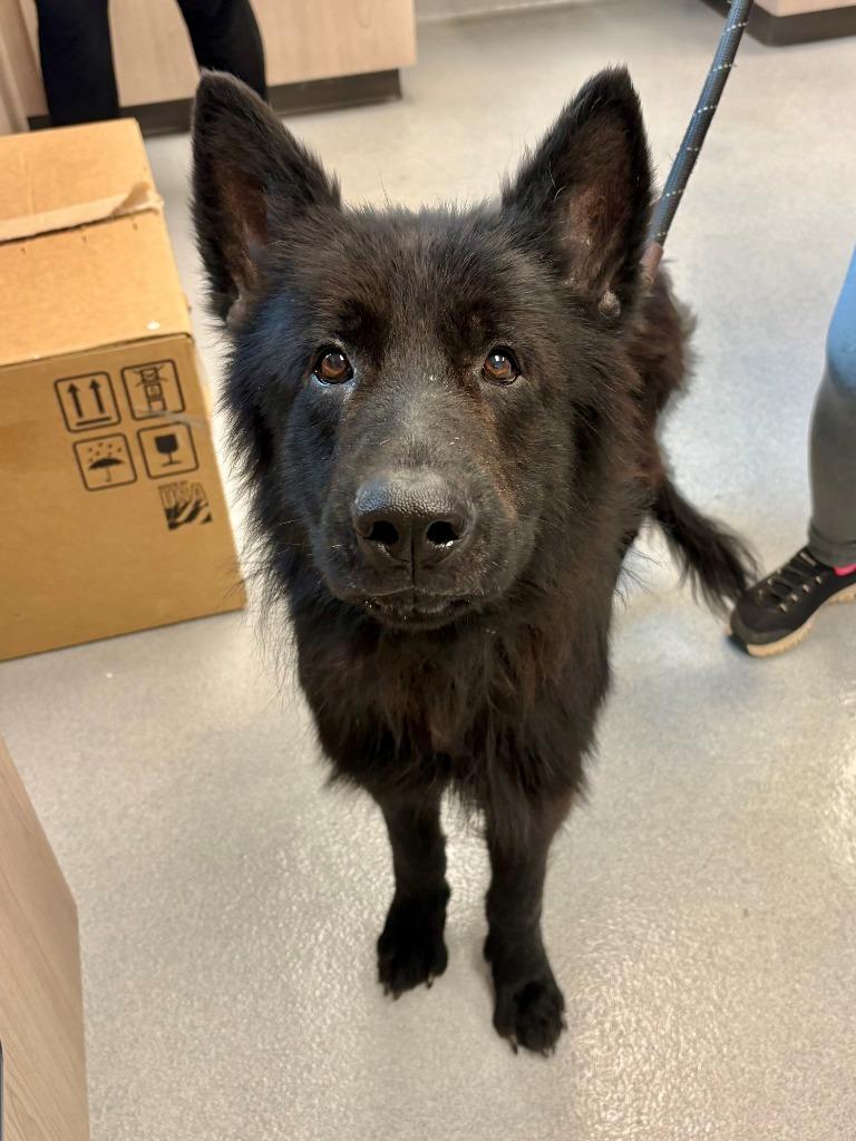 Jon Snow, Adoptable, Adult Male German Shepherd Dog.