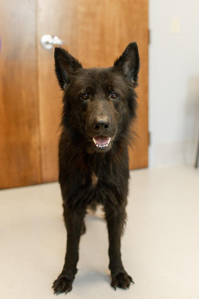 Enlarge Jon Snow, a Adoptable German Shepherd Dog in Chillicothe, OH image 2/2