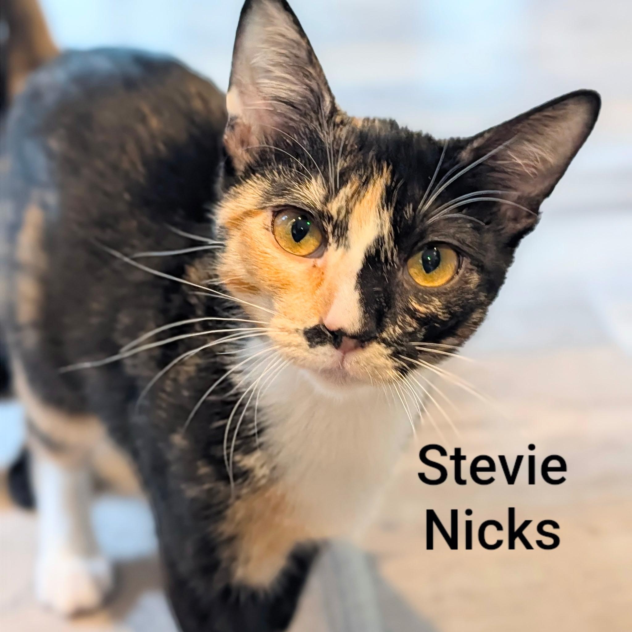 Enlarge Stevie Nicks, a Adopted Calico in Whispering Pines, NC image 1/5