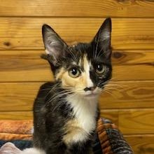 Stevie Nicks, Adoptable, Kitten Female Calico.