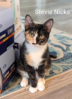 Enlarge Stevie Nicks, a Adopted Calico in Whispering Pines, NC image 3/5