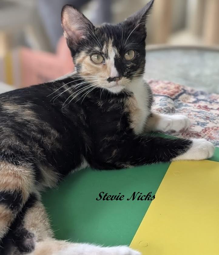 Enlarge Stevie Nicks, a Adopted Calico in Whispering Pines, NC image 4/5
