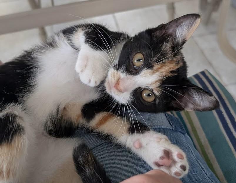 Enlarge Stevie Nicks, a Adopted Calico in Whispering Pines, NC image 2/5