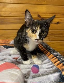 Enlarge Stevie Nicks, a Adoptable Calico in Southern Pines, NC image 3/3