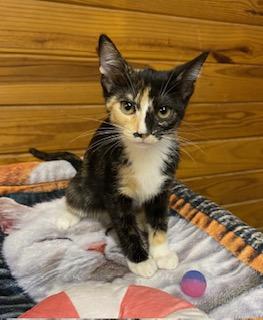 Enlarge Stevie Nicks, a Adoptable Calico in Southern Pines, NC image 2/3