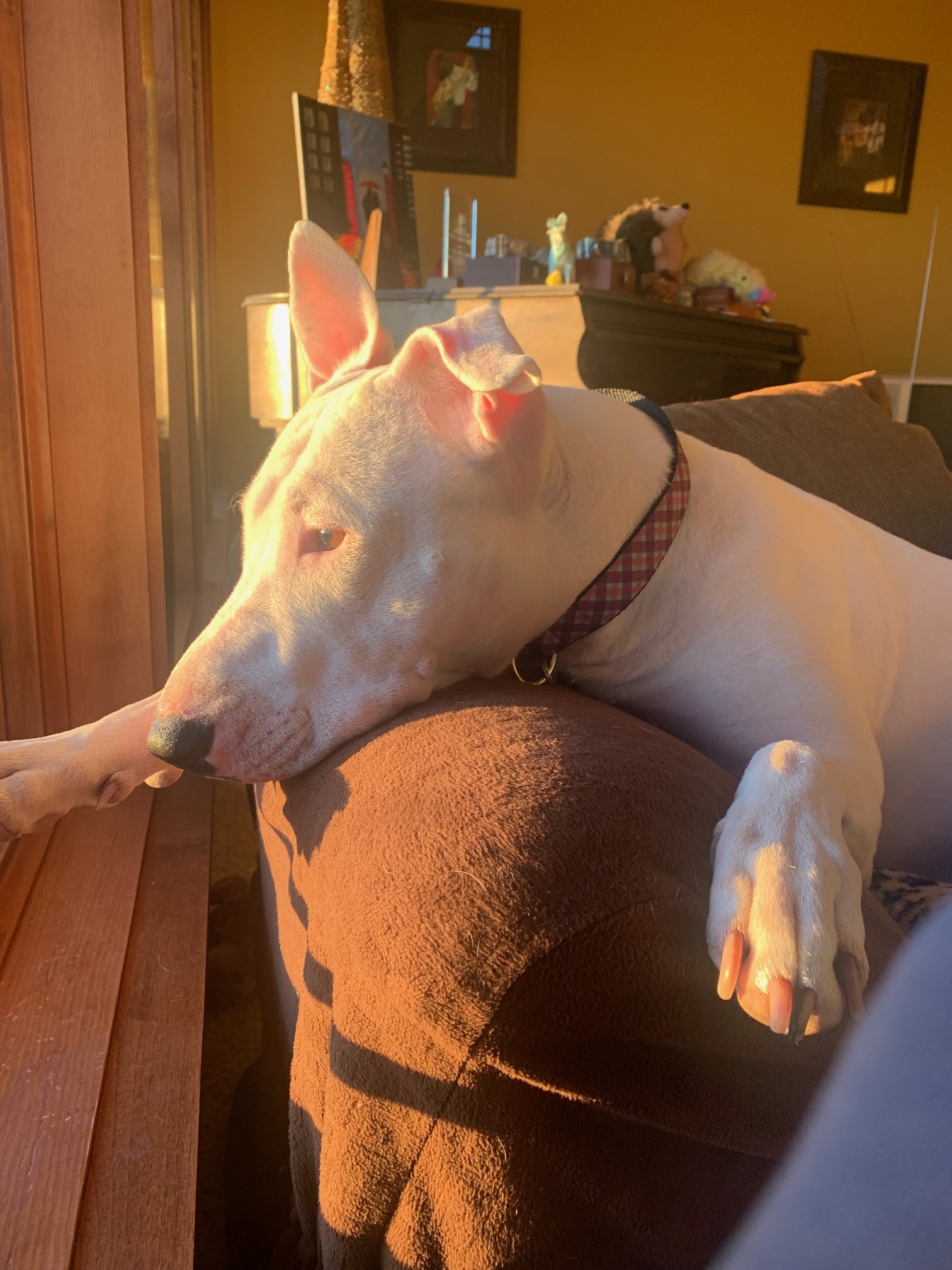 Dog for adoption Kenzie aka Marshmallow, a Bull Terrier & Pit Bull Terrier Mix in Vandergrift