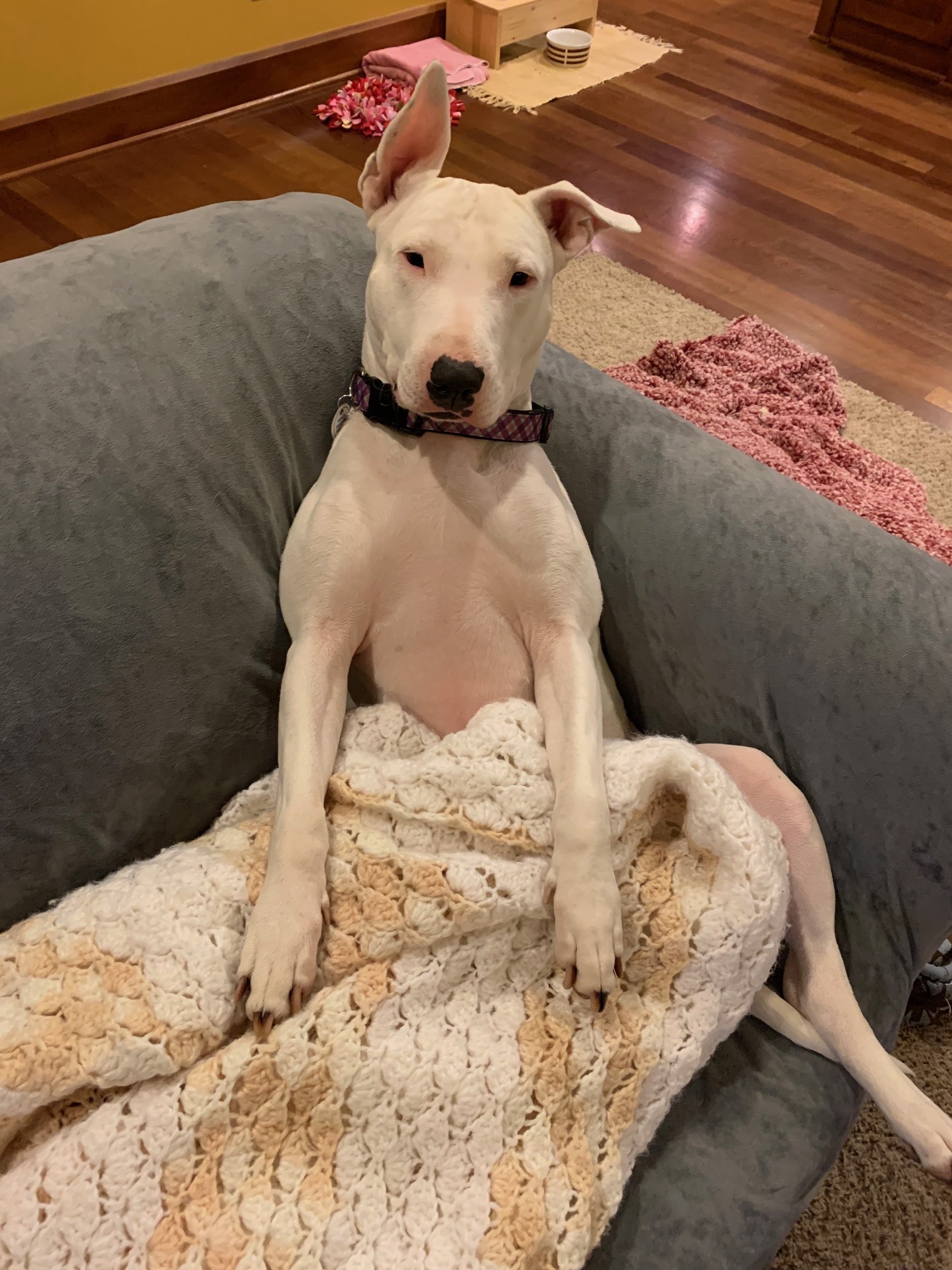 Dog for adoption Kenzie aka Marshmallow, a Bull Terrier & Pit Bull Terrier Mix in Vandergrift