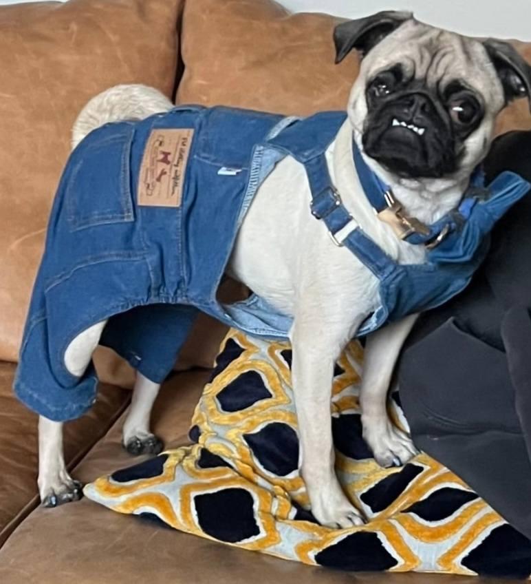 Enlarge Frankie  (ADOPTION PENDING), a ADOPTABLE Pug in Homer Glen, IL image 5/6