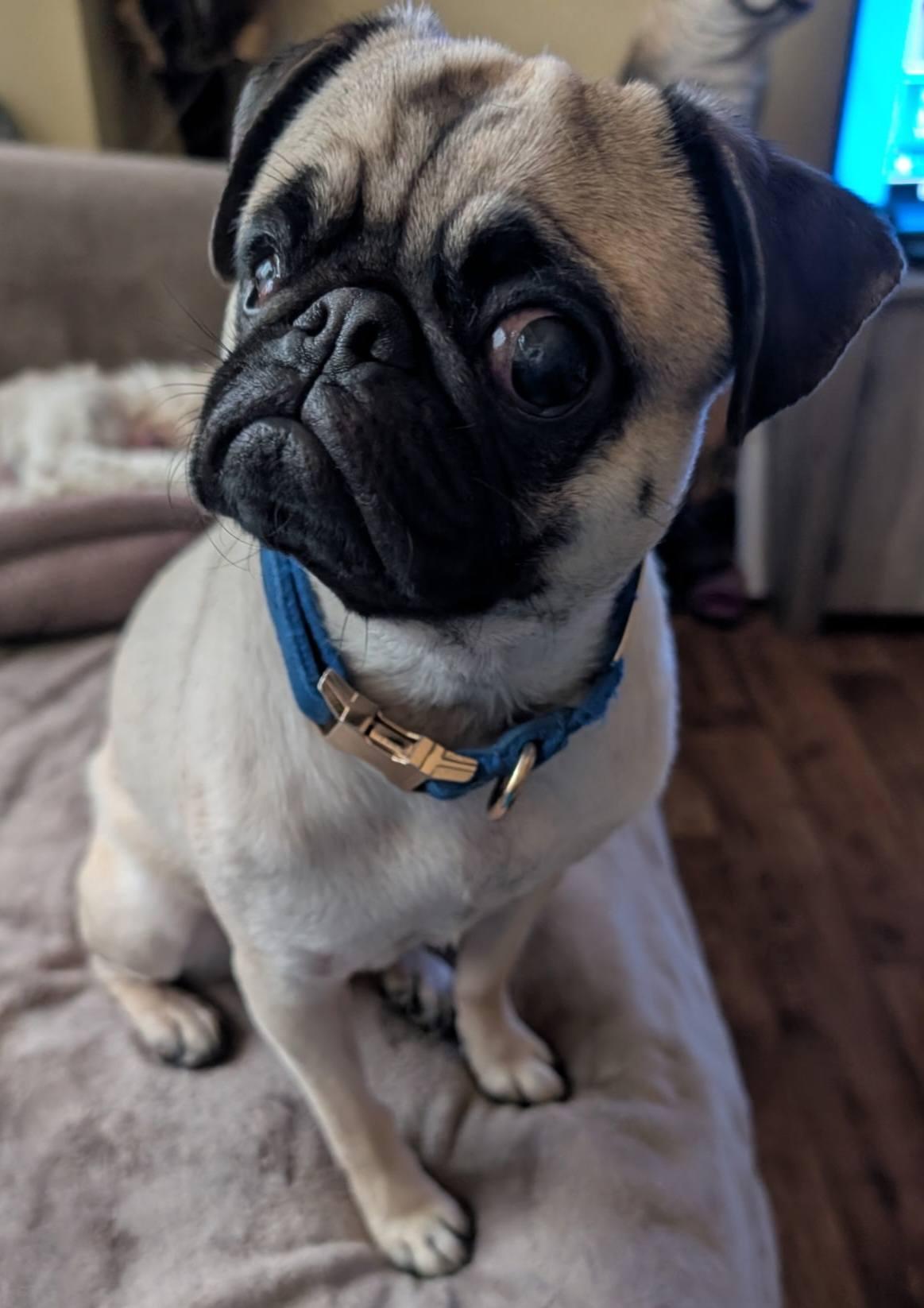 Enlarge Frankie  (ADOPTION PENDING), a ADOPTABLE Pug in Homer Glen, IL image 2/6