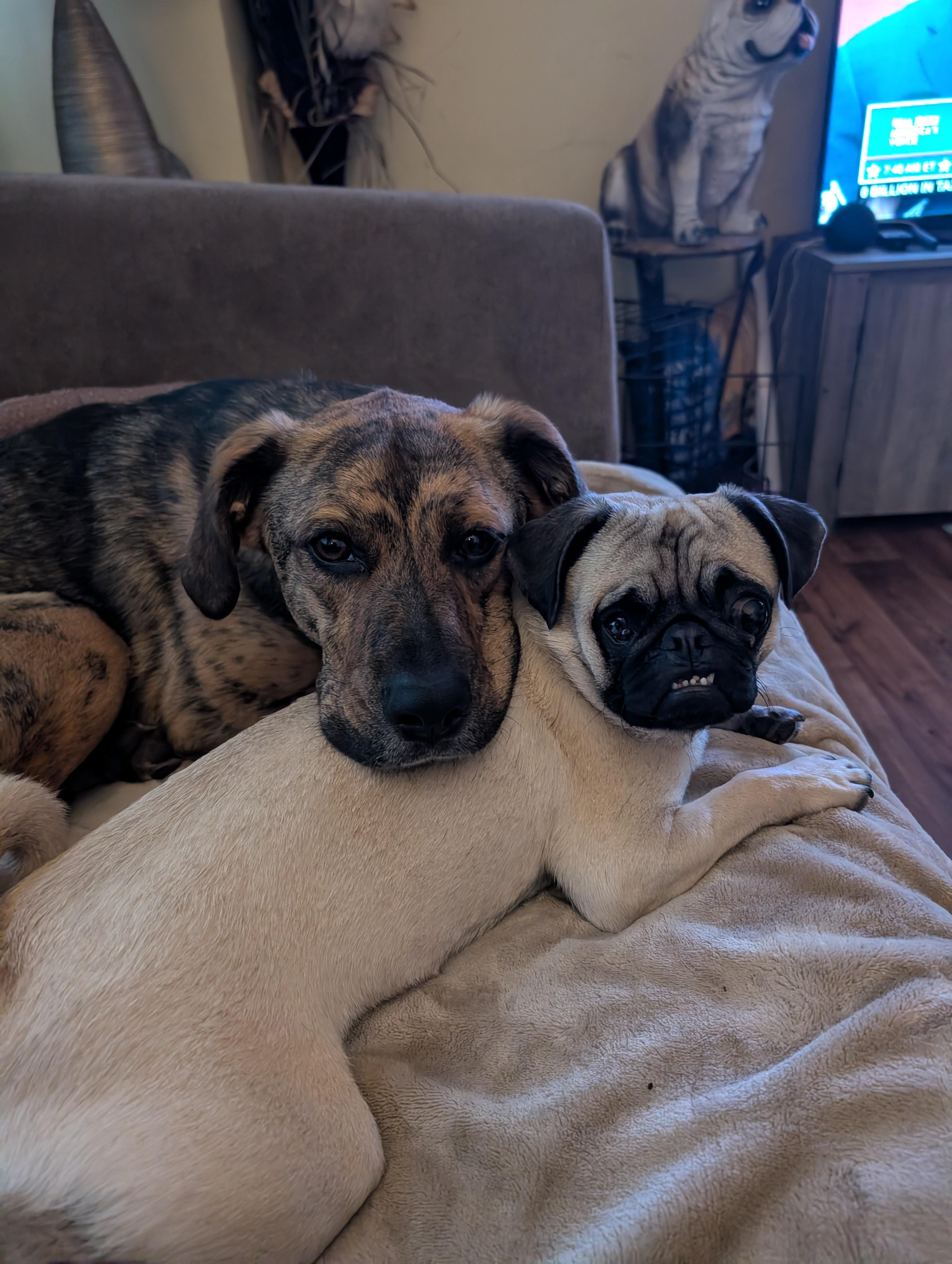 Enlarge Frankie  (ADOPTION PENDING), a ADOPTABLE Pug in Homer Glen, IL image 3/6