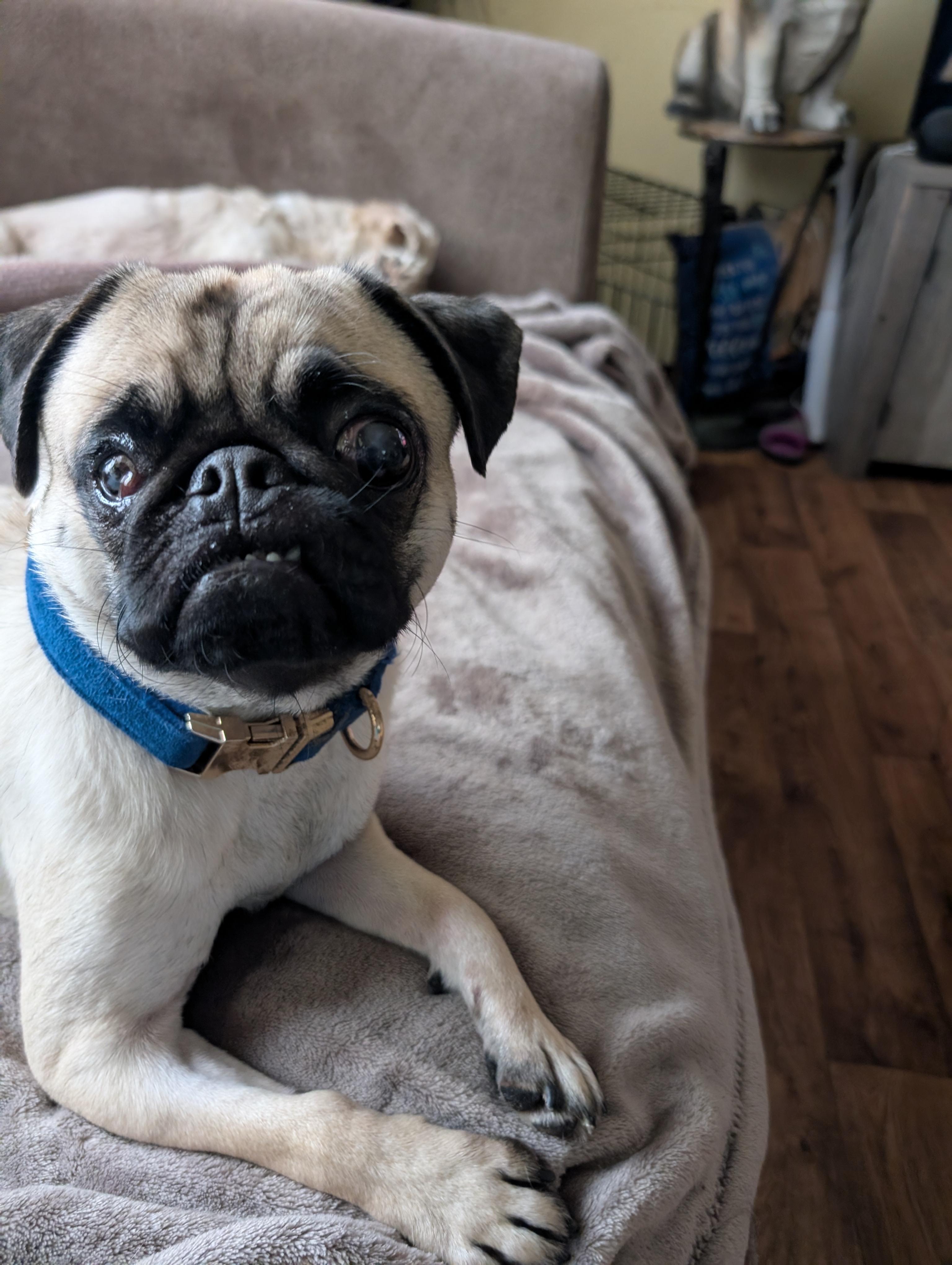 Frankie  (ADOPTION PENDING), ADOPTABLE, Young Male Pug.