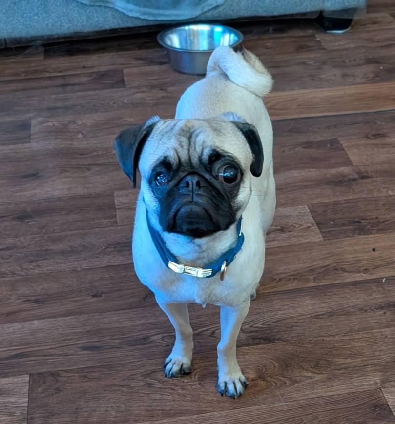 Enlarge Frankie  (ADOPTION PENDING), a ADOPTABLE Pug in Homer Glen, IL image 6/6