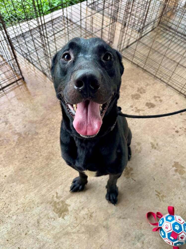 Axel, ADOPTABLE, Adult • Male, American Staffordshire Terrier & Labrador Retriever.