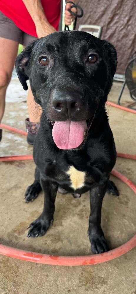 Enlarge Axel, a Adoptable mixed breed in Scott, LA image 2/5