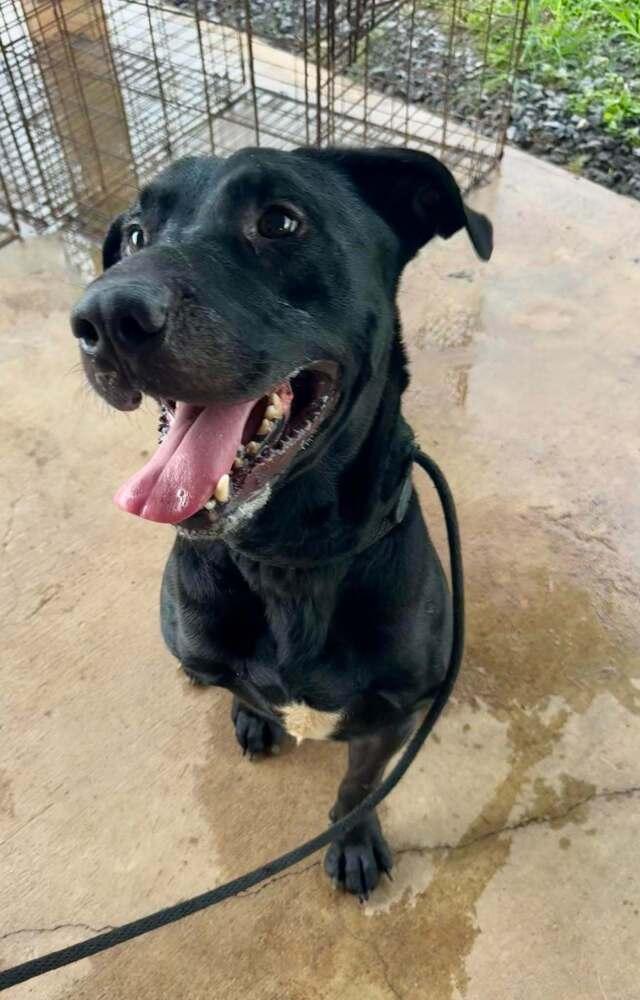 Enlarge Axel, a Adoptable mixed breed in Scott, LA image 3/5