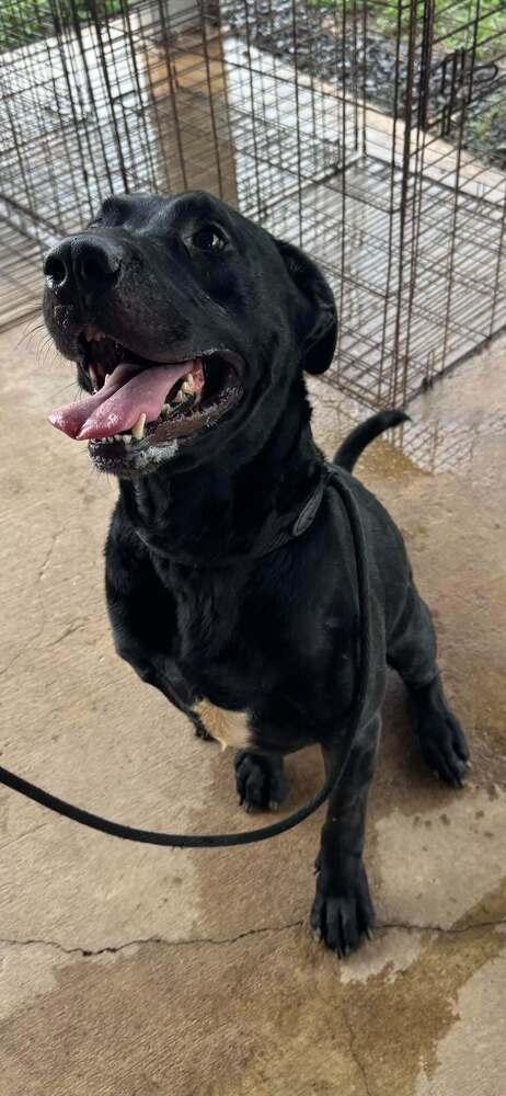 Enlarge Axel, a Adoptable mixed breed in Scott, LA image 4/5