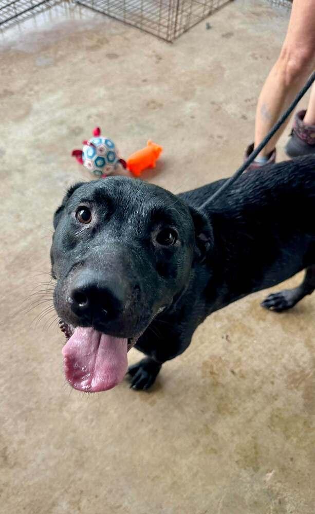 Enlarge Axel, a Adoptable mixed breed in Scott, LA image 5/5