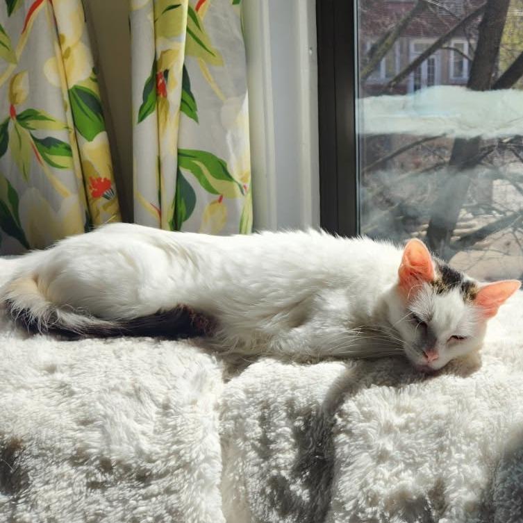 Merino, a Adoptable Domestic Medium Hair in Evanston, IL image 2/6