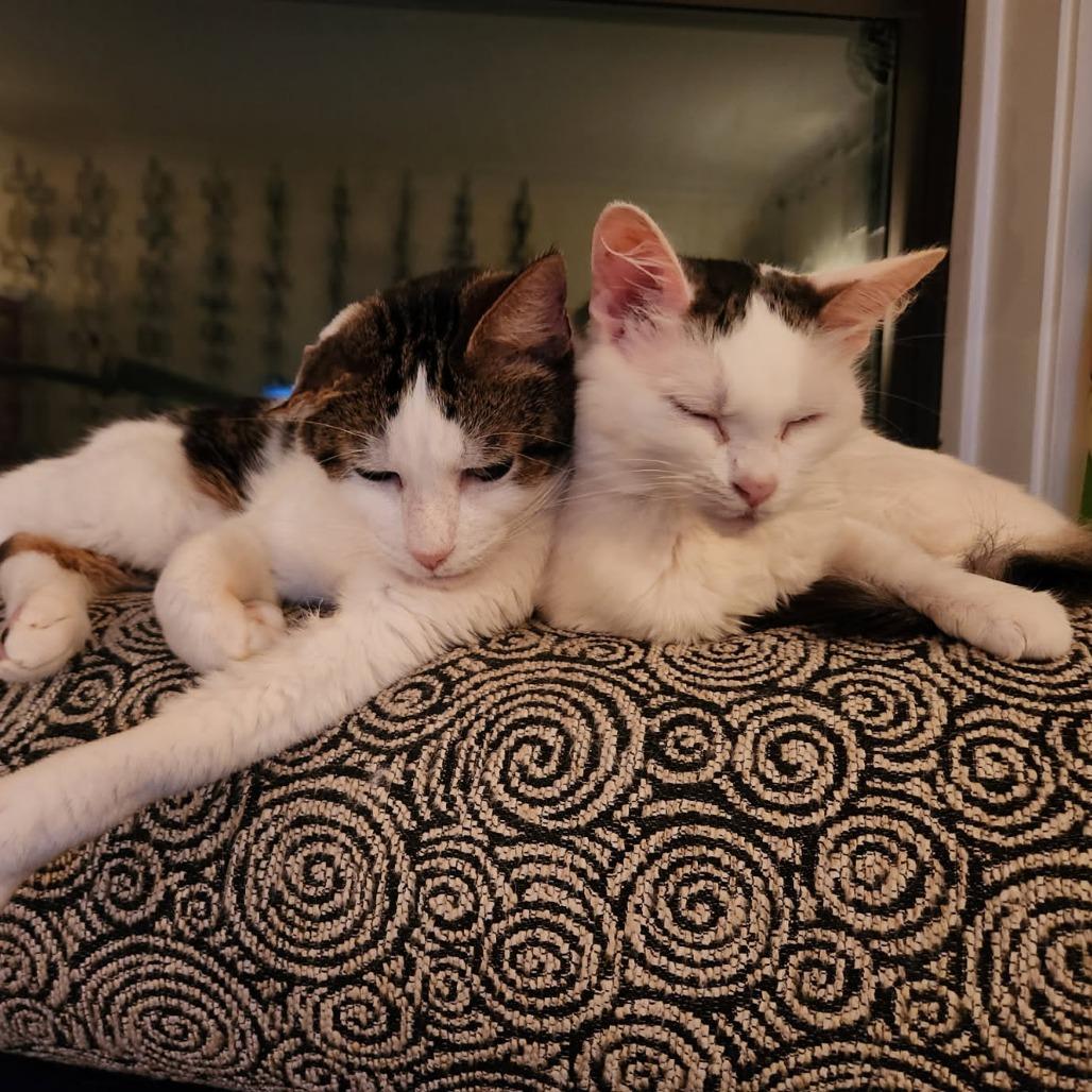 Merino, a Adoptable Domestic Medium Hair in Evanston, IL image 3/6