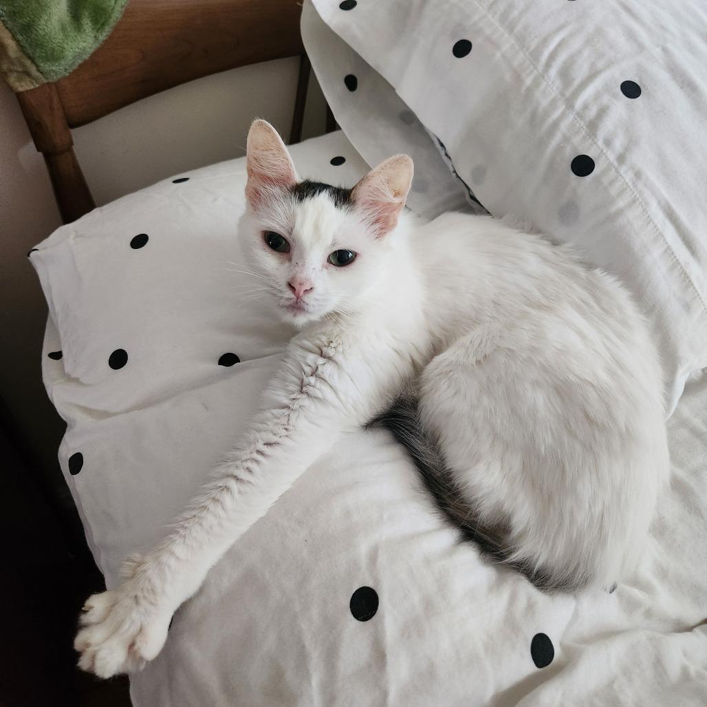 Merino, a Adoptable Domestic Medium Hair in Evanston, IL image 4/6