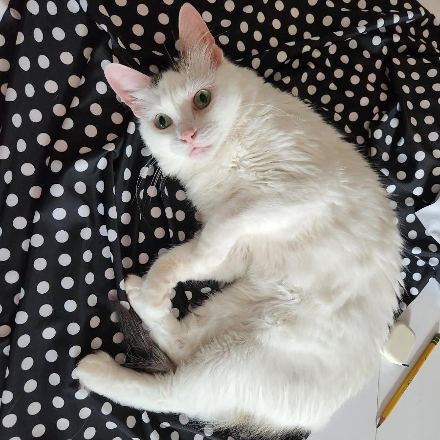 Merino, a Adoptable Domestic Medium Hair in Evanston, IL image 5/6