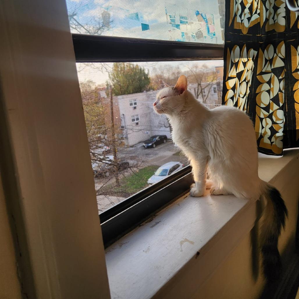 Merino, a Adoptable Domestic Medium Hair in Evanston, IL image 6/6