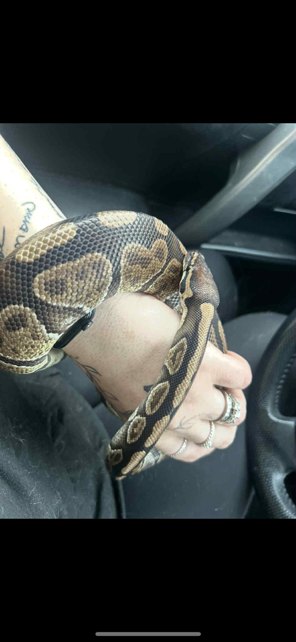 Watermelon, Adoptable, Adult Female Ball Python.