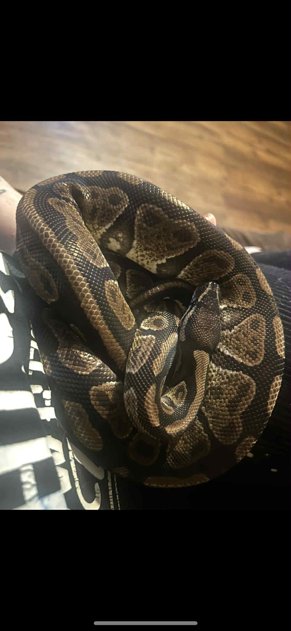 Enlarge Watermelon, a Adoptable Ball Python in Glenmoore, PA image 2/5