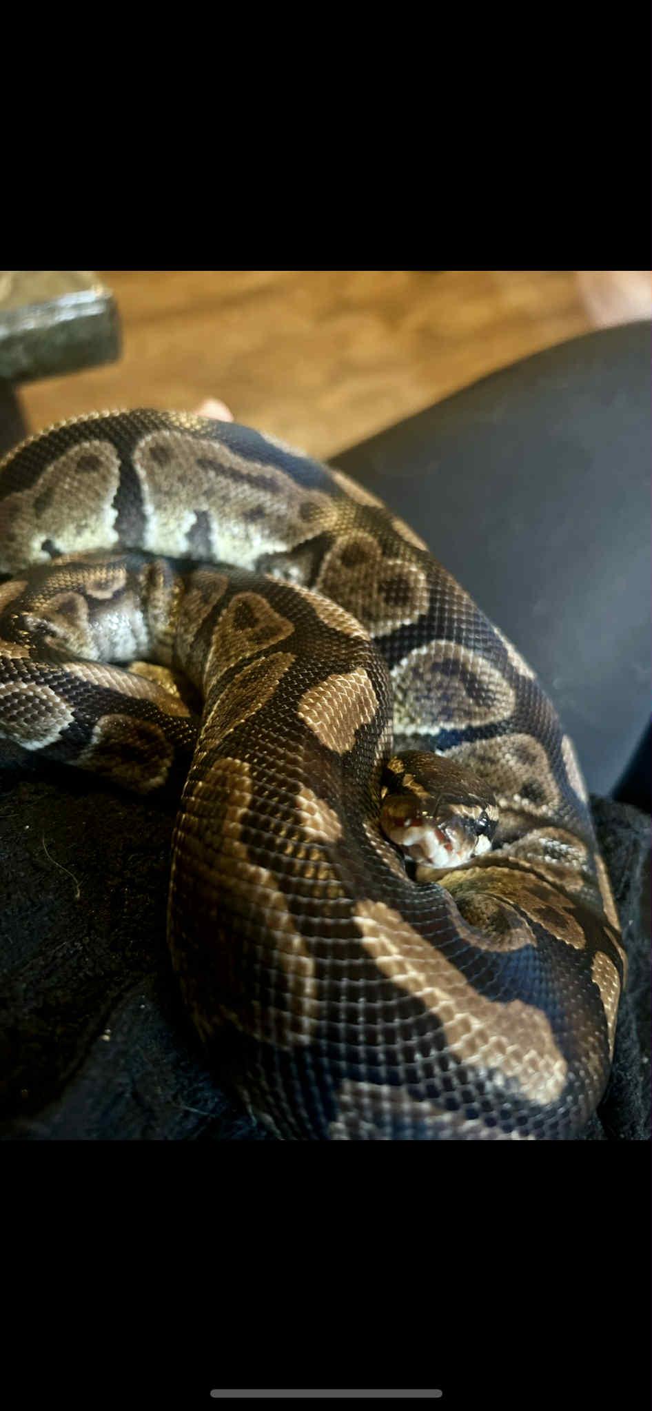 Enlarge Watermelon, a Adoptable Ball Python in Glenmoore, PA image 3/5